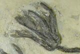 Plate With Two Large Fossil Crinoids (Encrinus) - Germany #159676-2